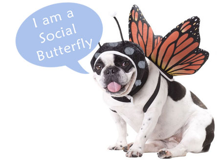 Social Butterfly Dog